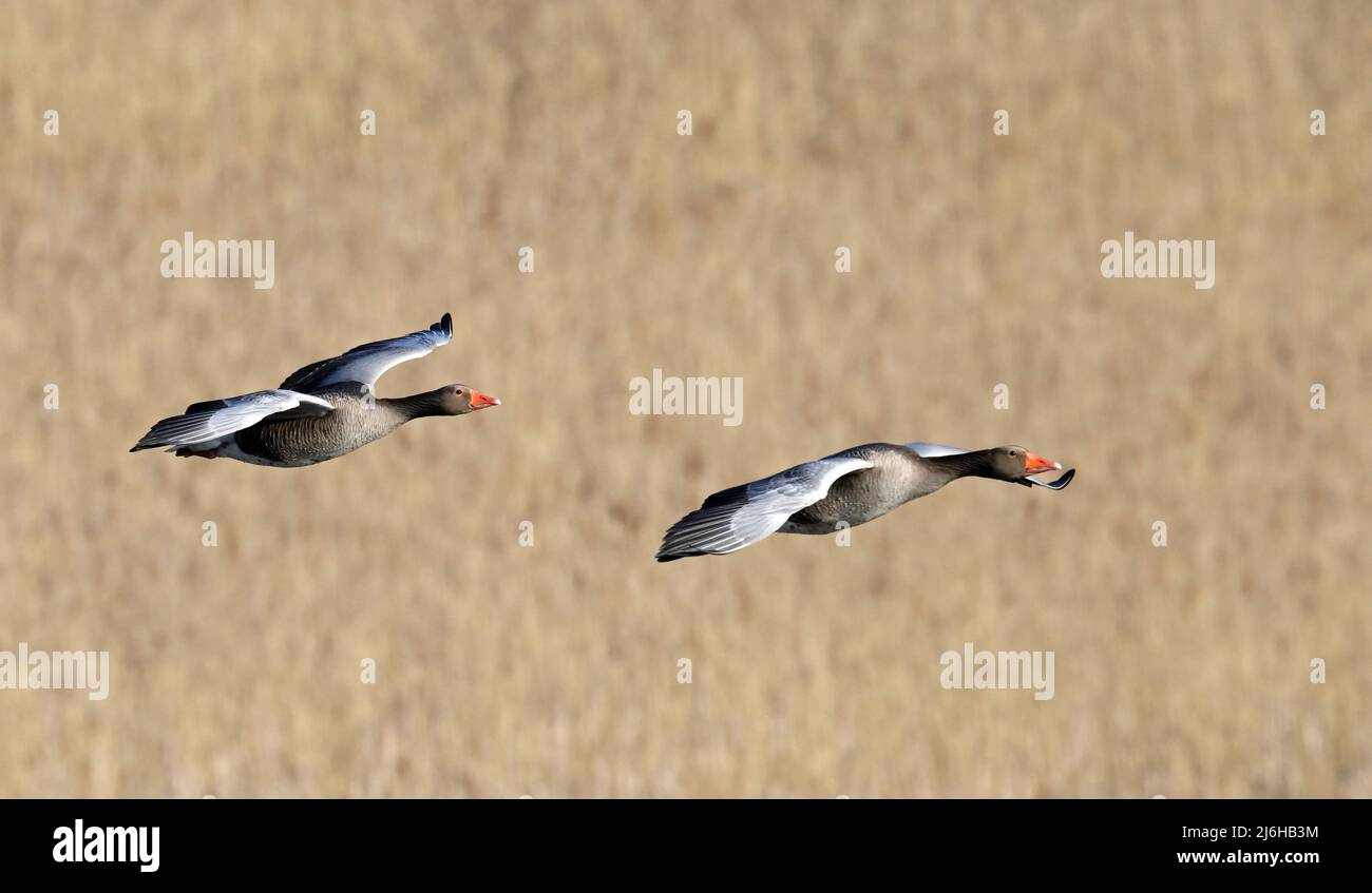 Pair of Greylag geese flying over reeds in springtime Stock Photo