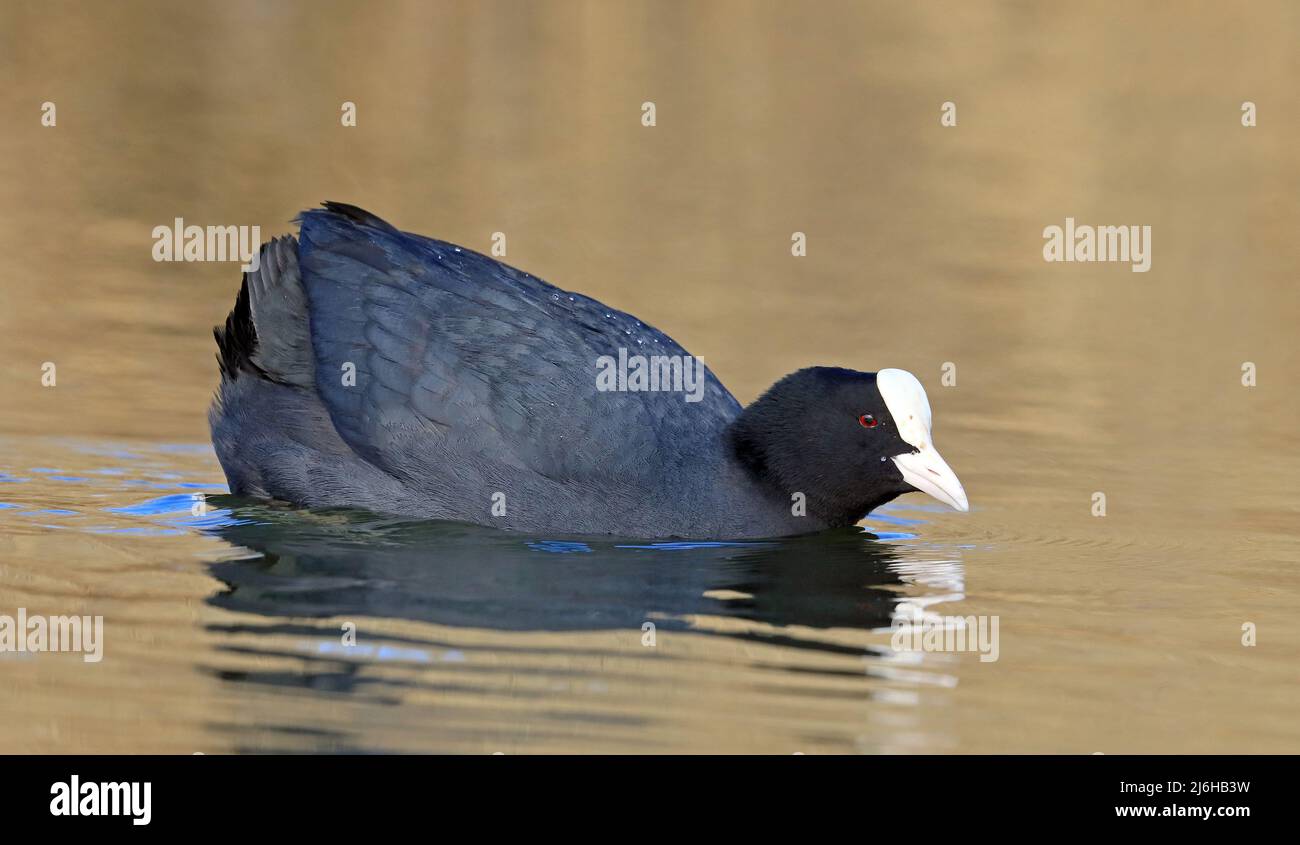 Eurasian coot swimming in pond Stock Photo