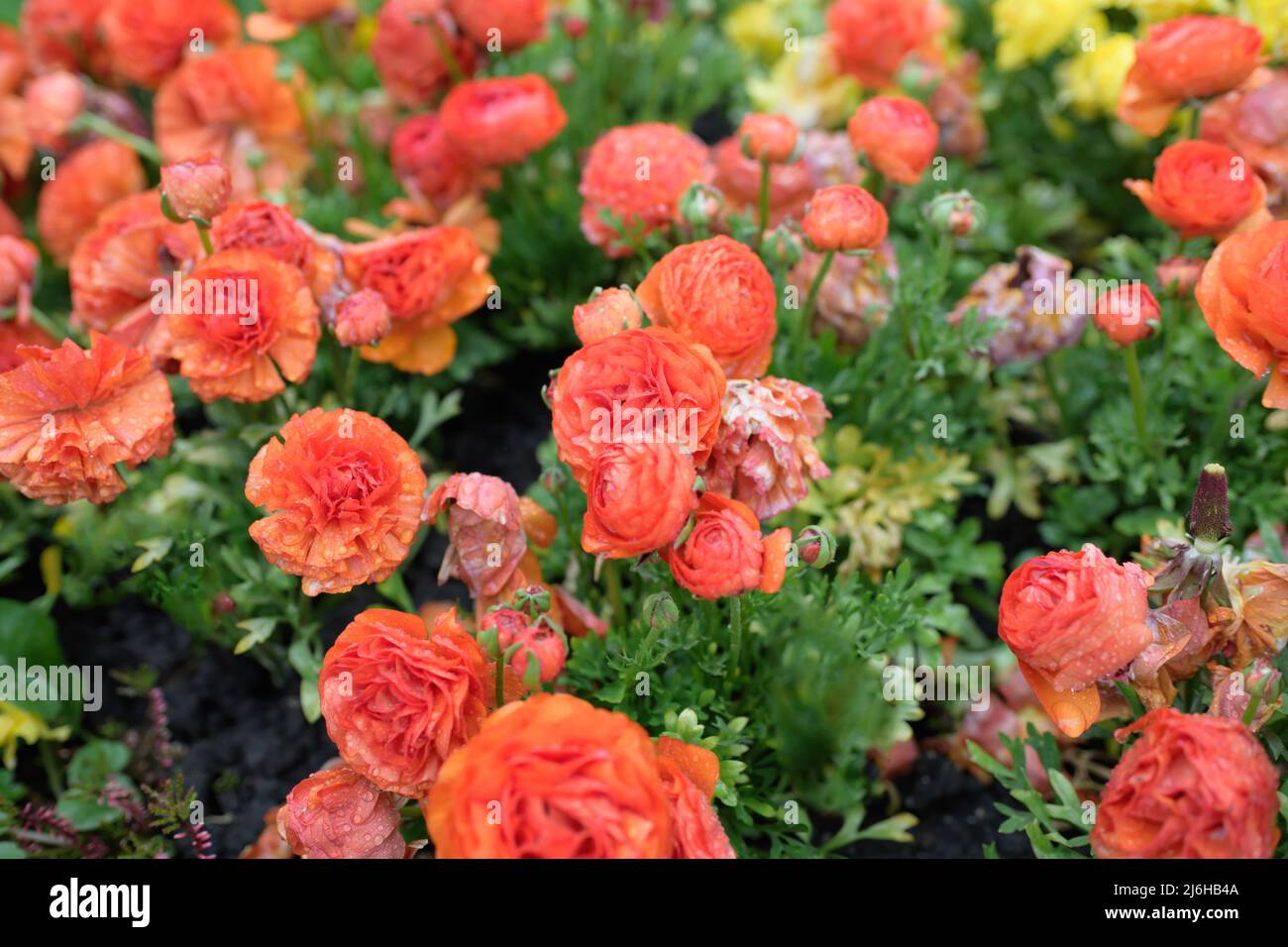 Red Ranunculus flower bed in garden - luxury decorations - a large ...