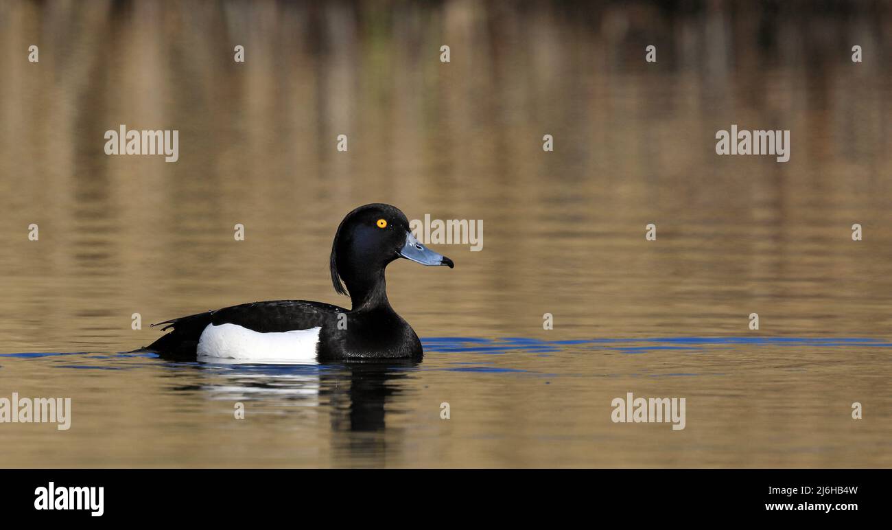 Tufted duck, swimming in calm water Stock Photo