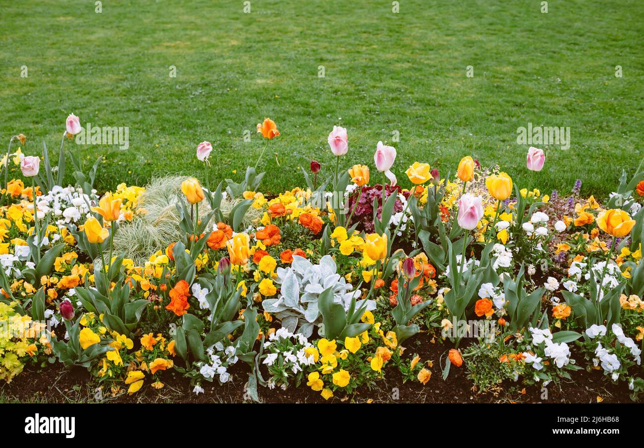In bloom flower bed with tulips, ranunculus, and other spring flowers ...