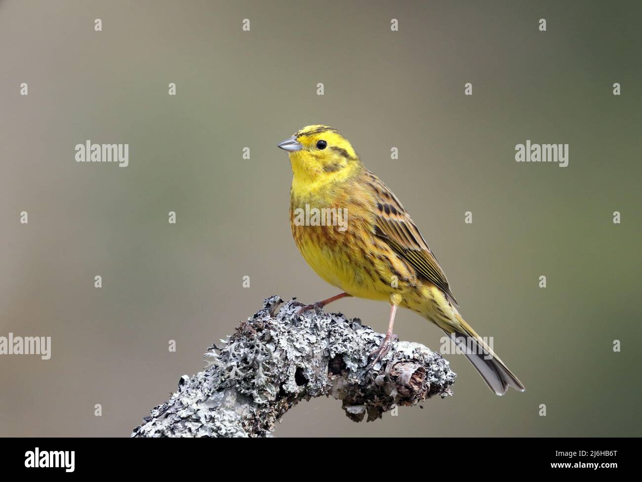 Yellowhammer, male, sitting on perch, close up Stock Photo