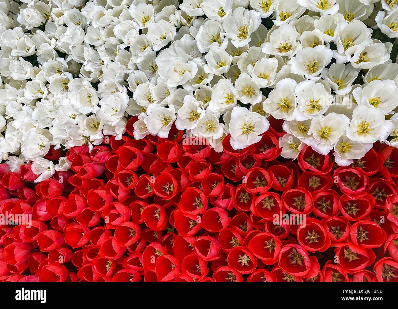 Big Polish Flag Hi res Stock Photography And Images Alamy big-polish-flag-hi-res-stock-photography-and-images-alamy