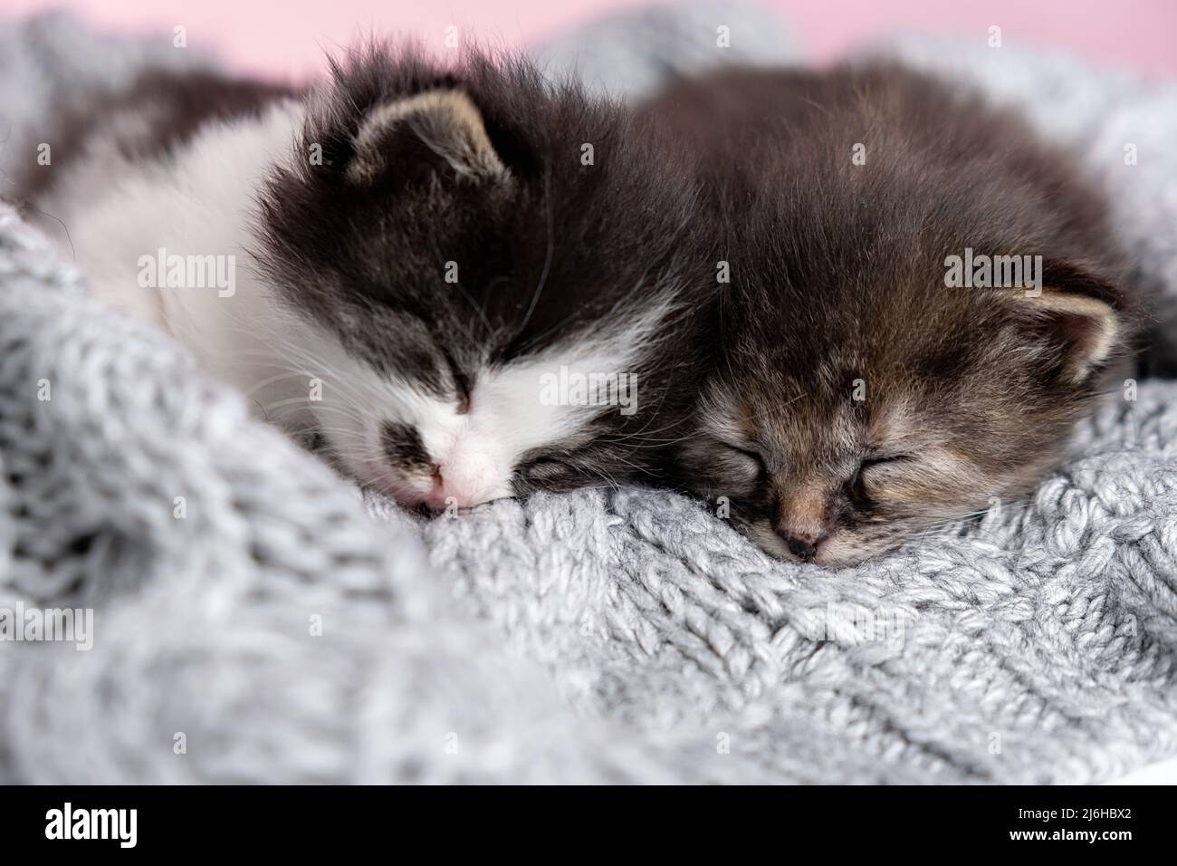 Couple beautiful little happy cute kittens in love sleep nap together on gray fluffy plaid. Close up of two cats pets animal comfortably sleep relax h Stock Photo