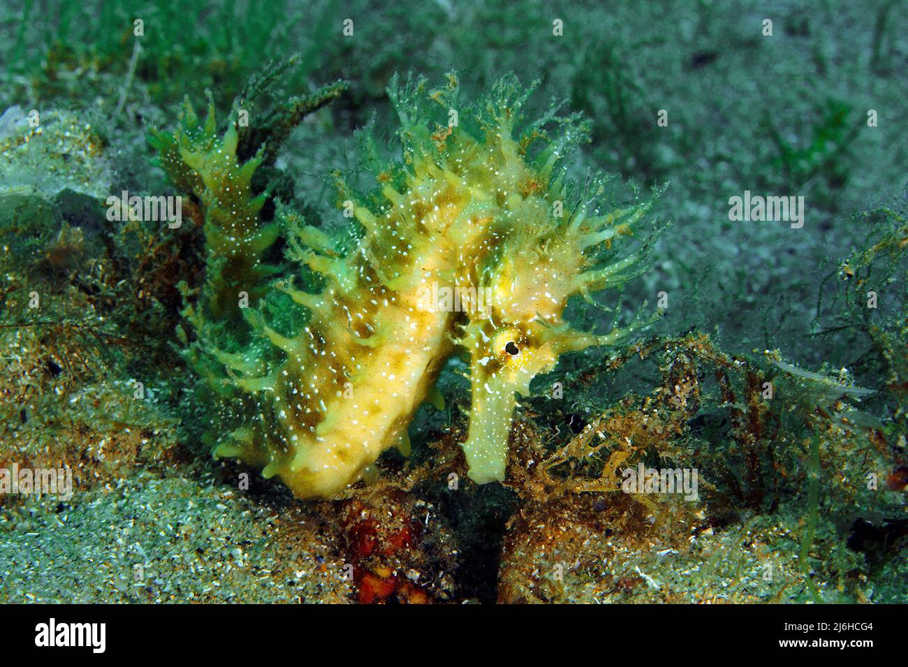 Long-snouted Seahorse  (Hippocampus ramulosus), Mallorca, Spain, Mediterranean Sea, Europe Stock Photo