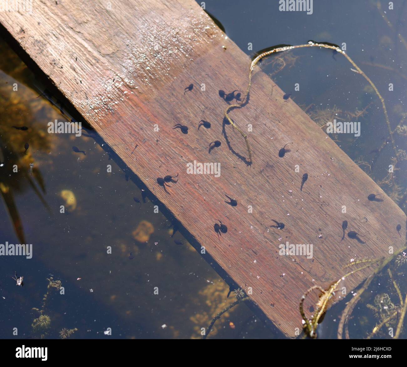 Lots of tadpoles on wooden plank enabling exit from pond Stock Photo