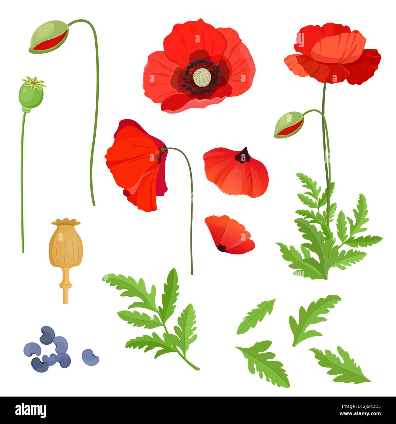 Parts Of The Poppy Flower Stock Vector
