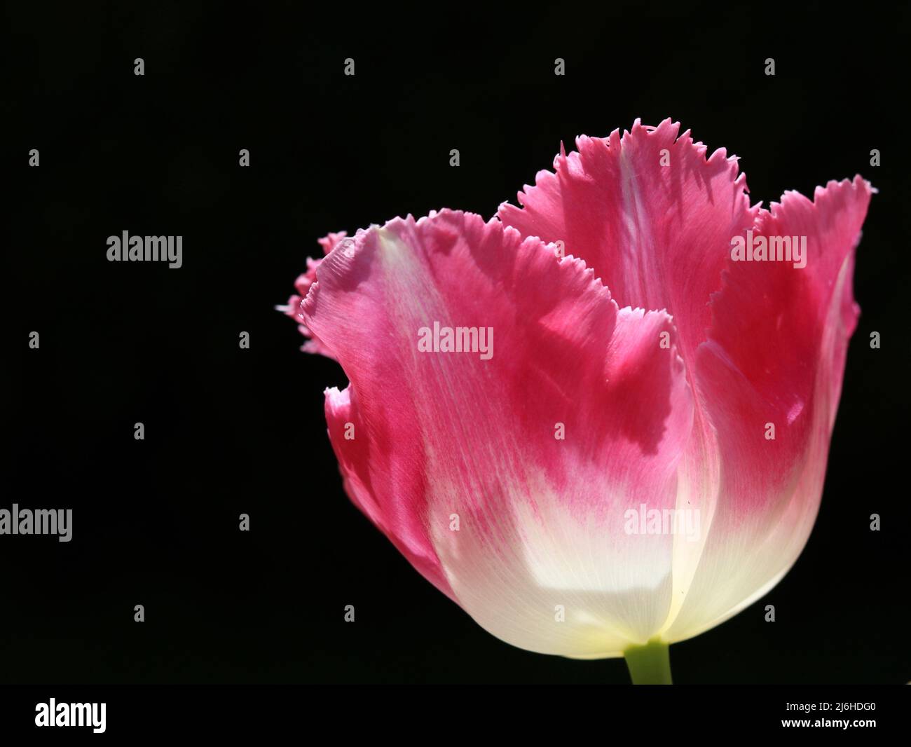 Pink tulip with fringed petals against plain black background with copyspace Stock Photo