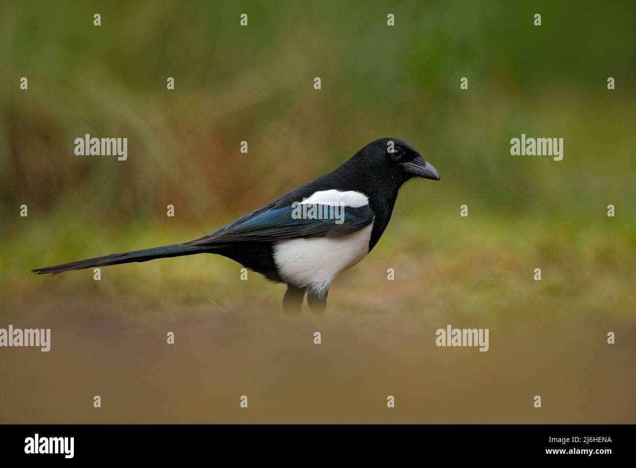 Magpie Definition European Magpie or Common Magpie, Pica pica, black and white bird with ...