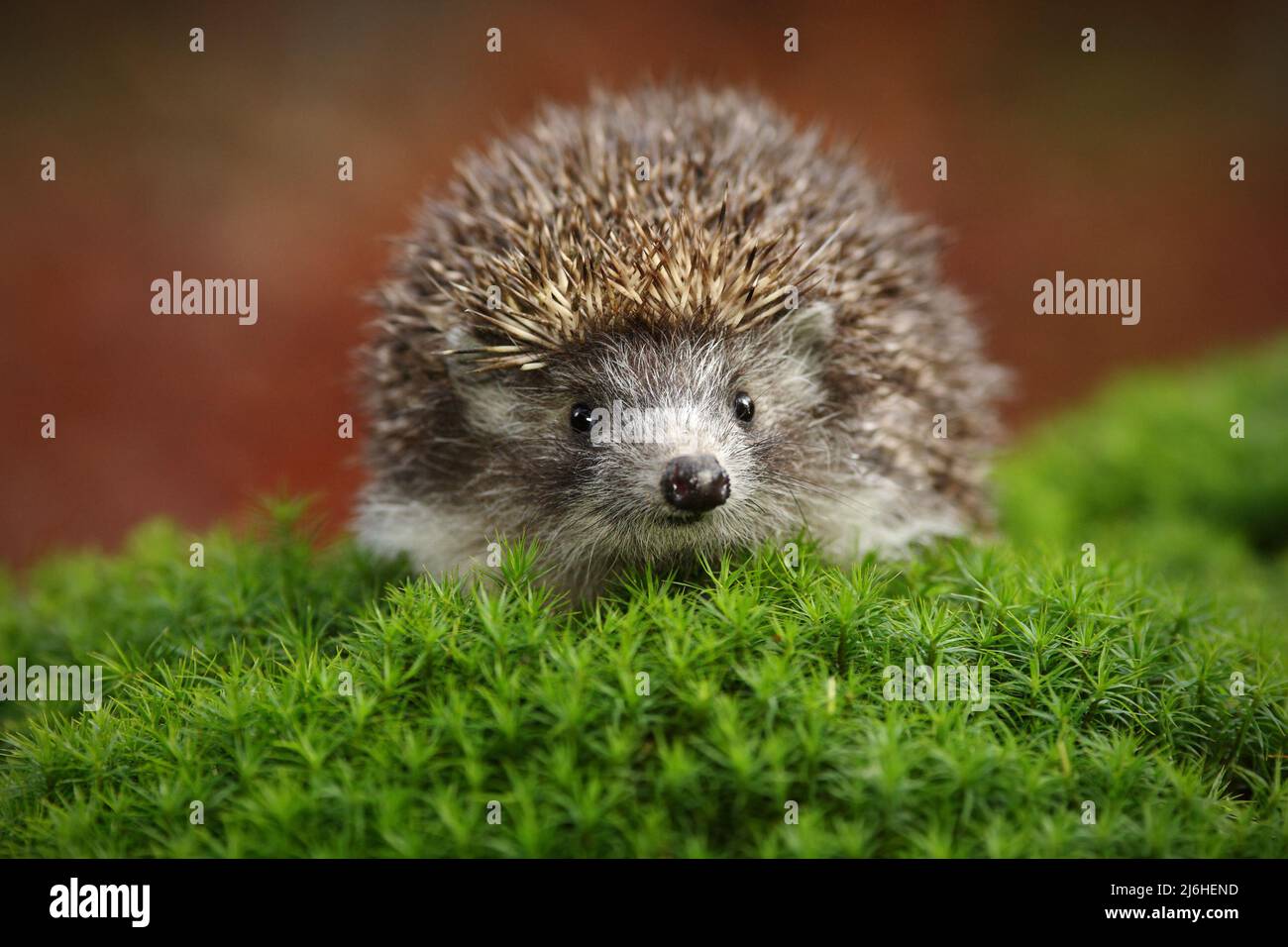 West European Hedgehog in green moss with orange background during autumn Stock Photo