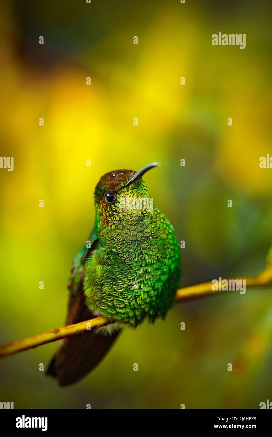 Coppery-headed Emerald, Elvira cupreiceps, beautiful hummingbird from, green bird, scene in tropical forest, animal in the nature habitat, La Paz, Cor Stock Photo