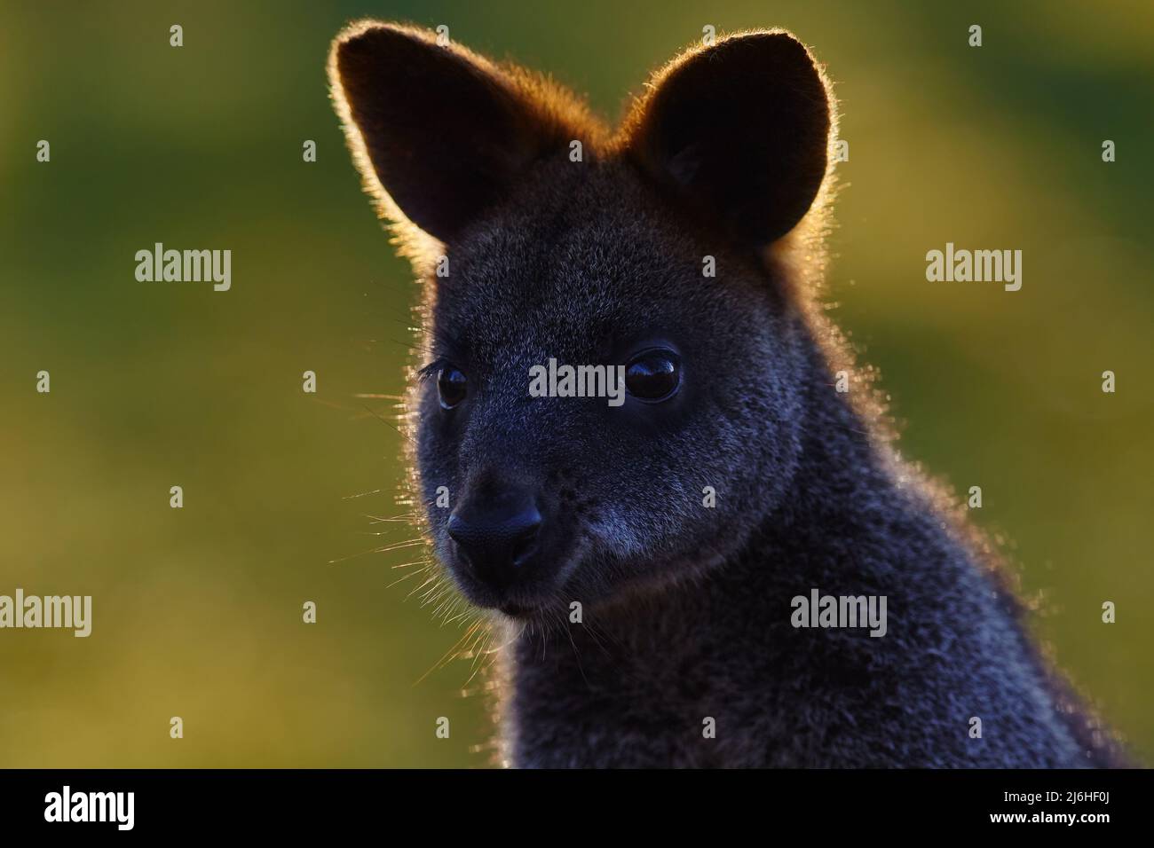 Swamp wallaby, Wallabia bicolor, is a small macropod marsupial of eastern Australia, this kangaroo is also commonly known as the black wallaby, beauti Stock Photo