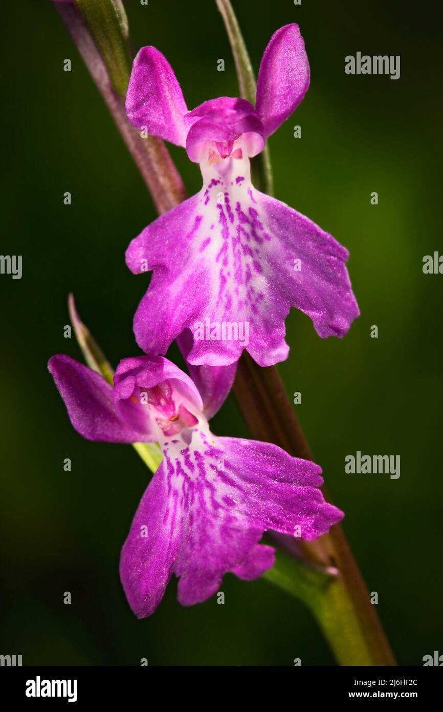 Lax-flowered Orchid, Orchis laxiflora ssp. palustris, flowering European terrestrial wild orchid, nature habitat, detail of bloom, violetclear backgro Stock Photo