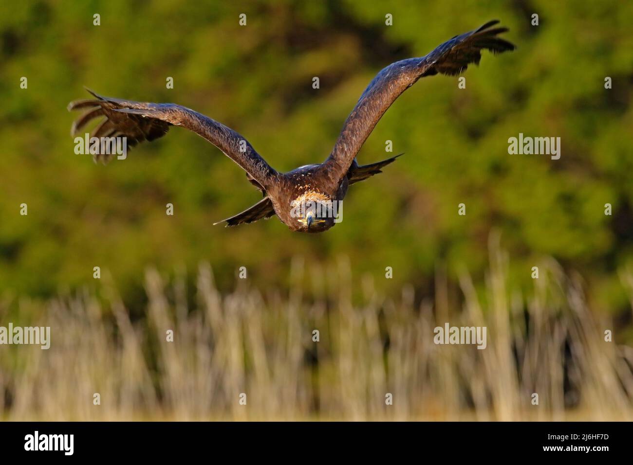 Steppe Eagle, Aquila nipalensis, bird moving action scene, flying dark
