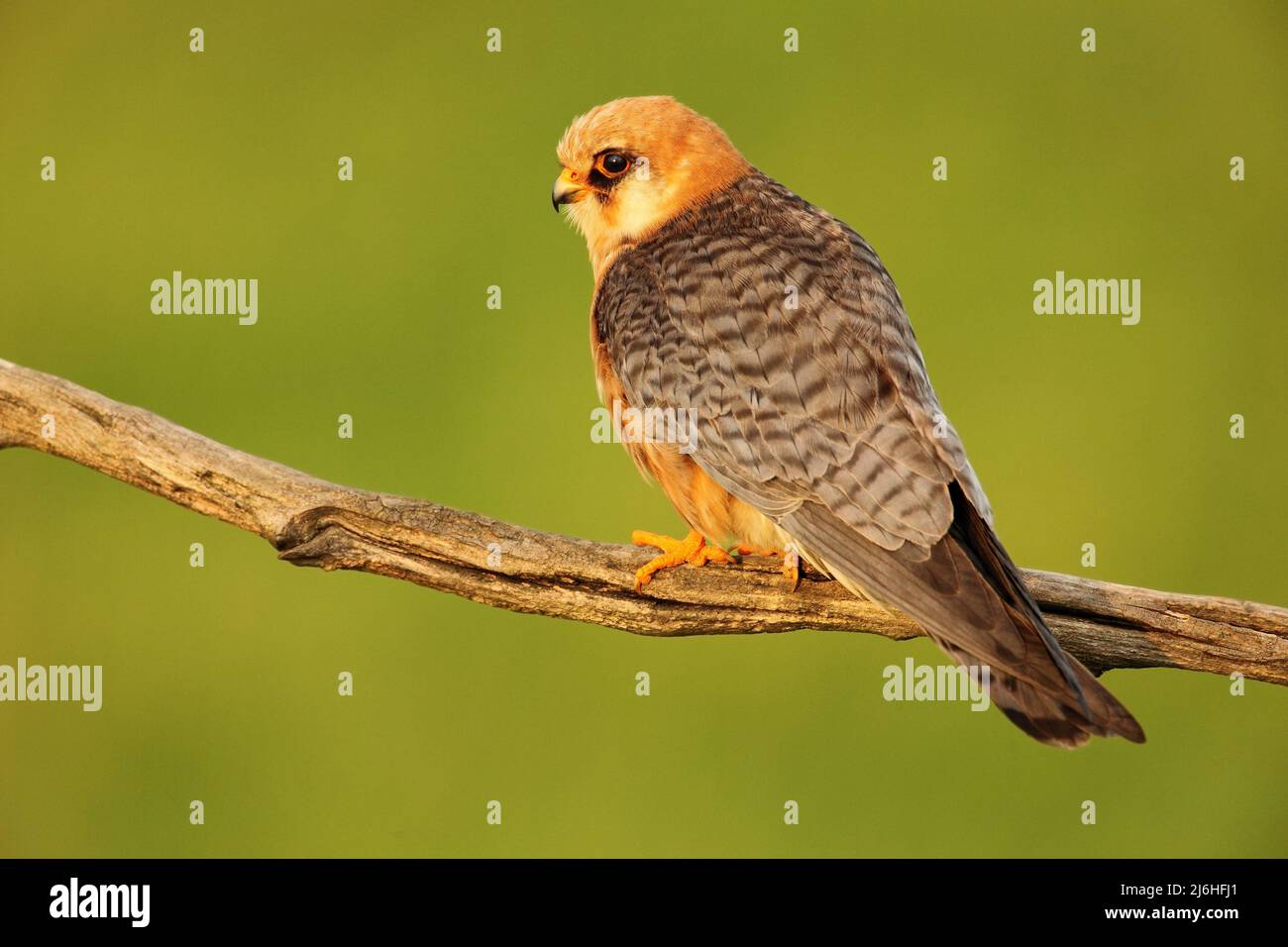 Bird Red-footed Falcon, Falco vespertinus, sitting on branch with clear ...