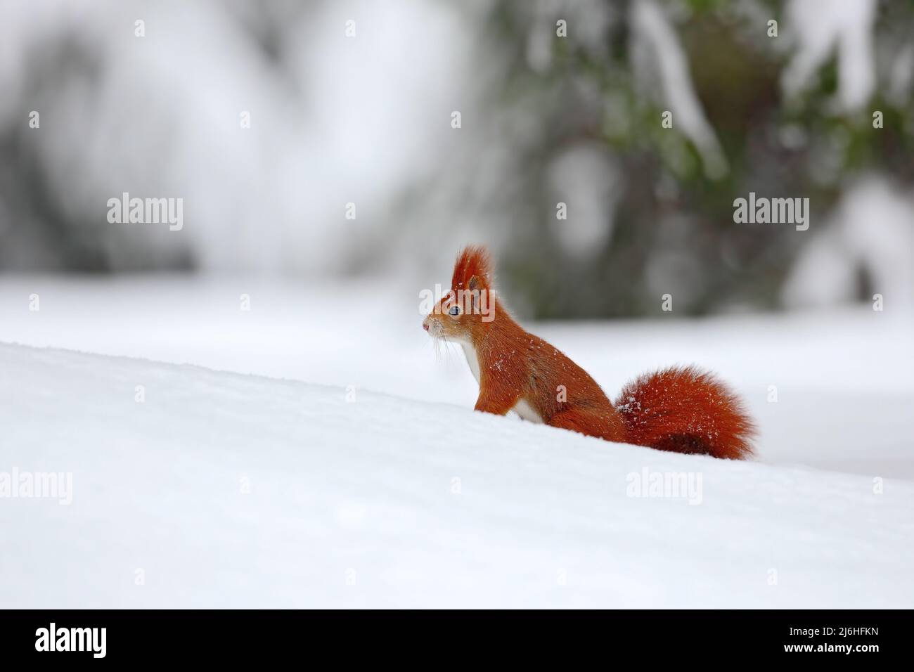 Squirrel, cute red animal in winter scene with snow blurred forest in the background, France Stock Photo