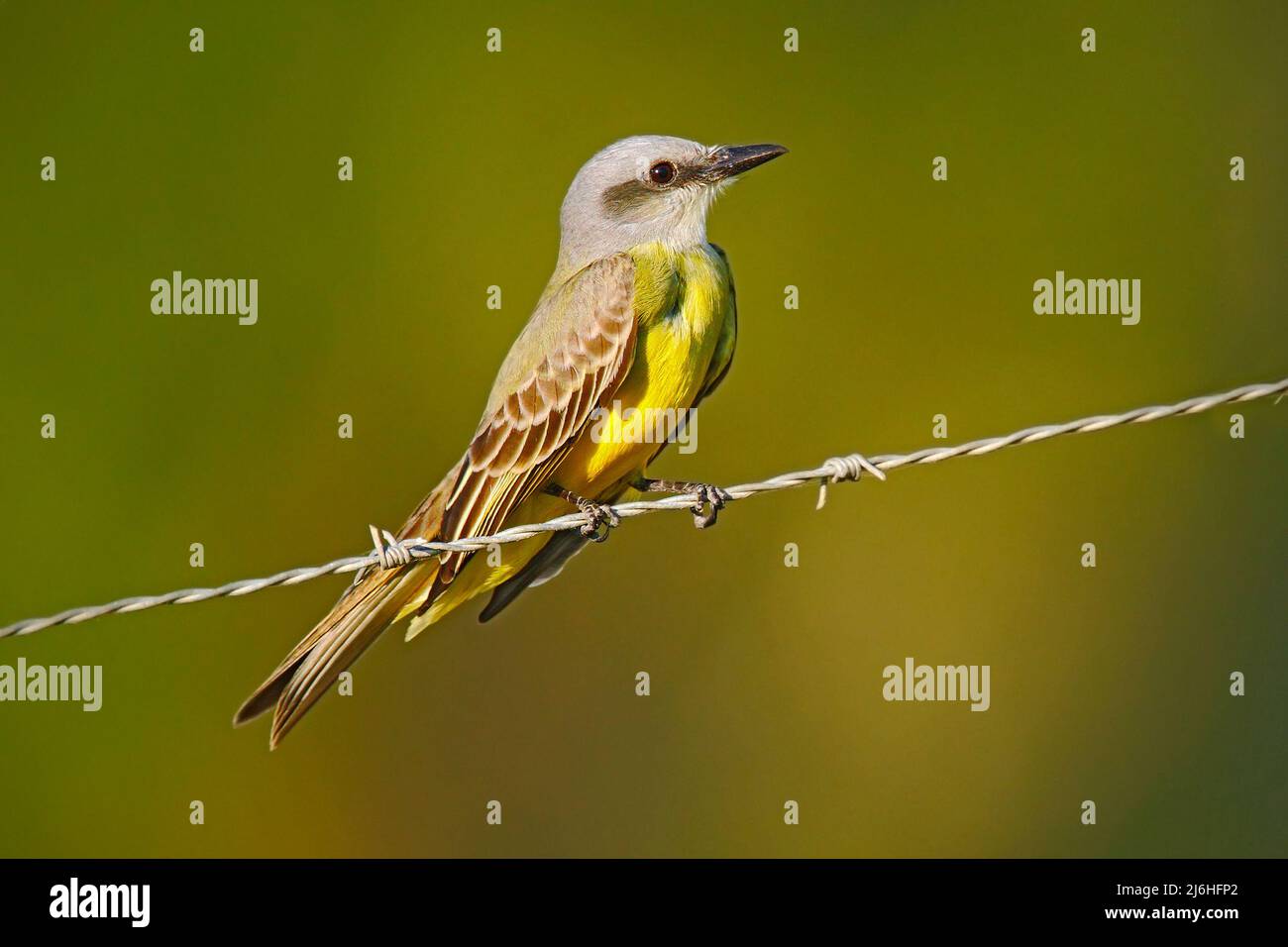 Tropical Kingbird, Tyrannus melancholicus, exotic yellod grey bird form Belize. Stock Photo