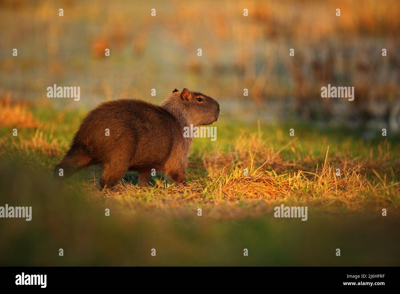 Biggest mouse around the world, Capybara, Hydrochoerus hydrochaeris