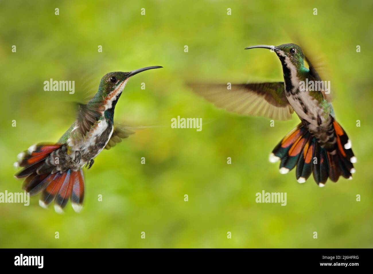 Couple of two hummingbirds Green-breasted Mango in the fly with light green and orange flowered background, wild tropic bird in the nature habitat, pa Stock Photo