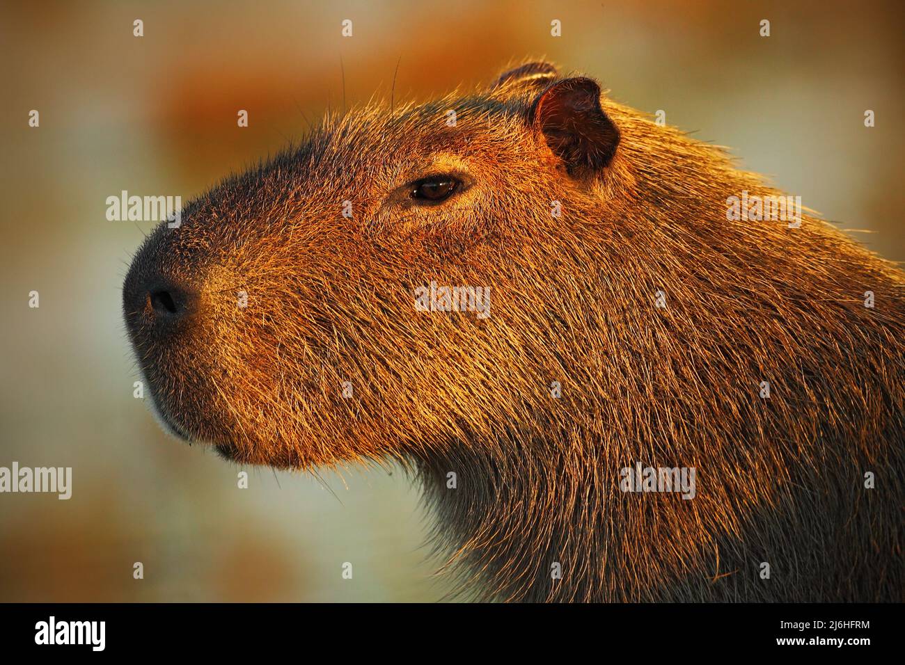 Portrait of biggest mouse around the world, Capybara, Hydrochoerus