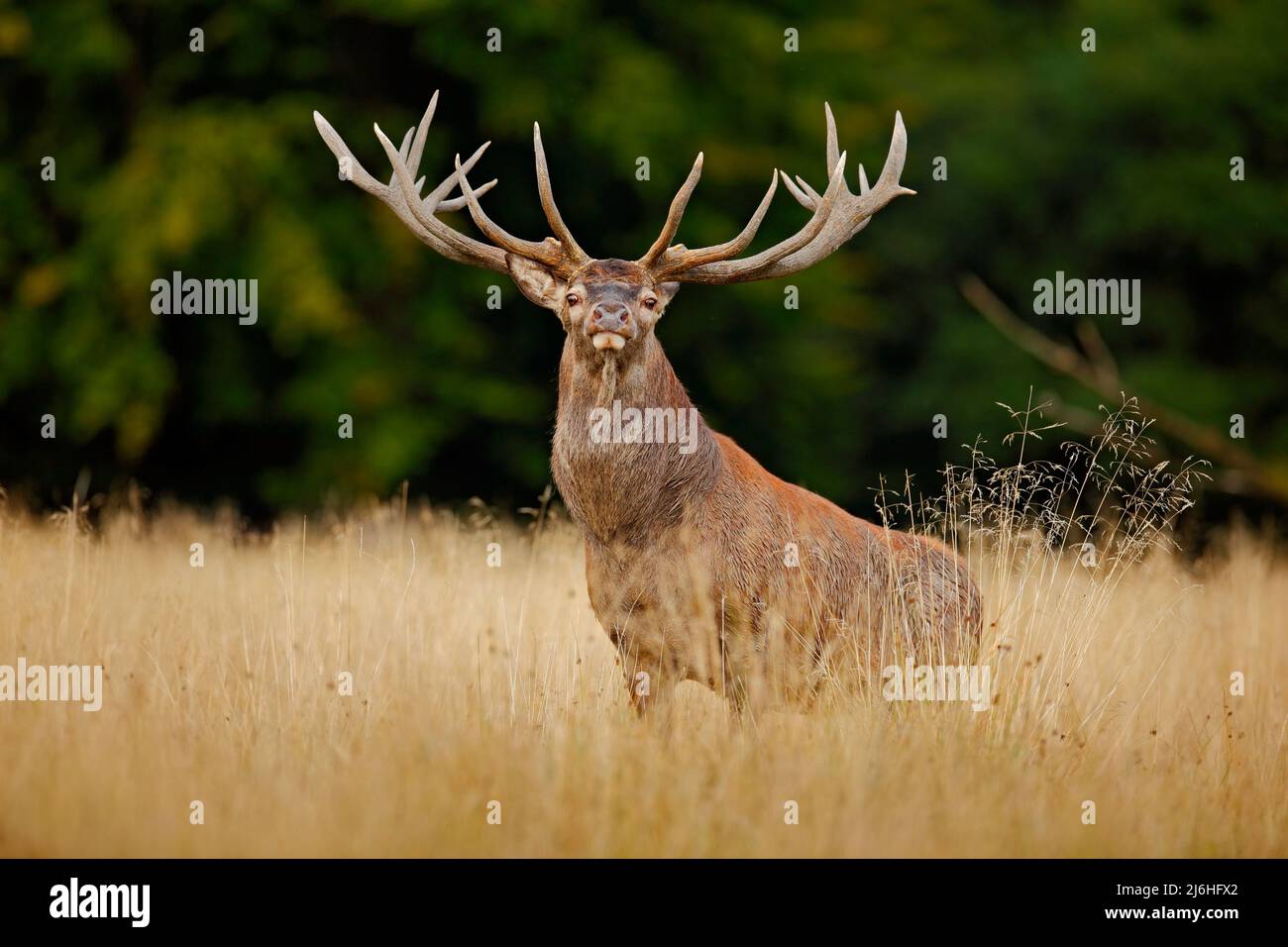 Majestic Stag Art Hi res Stock Photography And Images Alamy