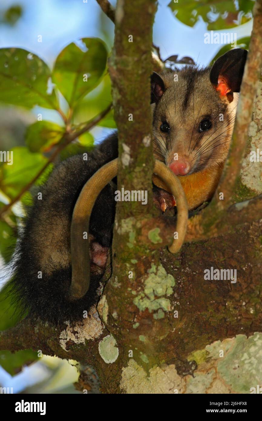 Common Opossum, Didelphis marsupialis, wild nature, curious mammal in