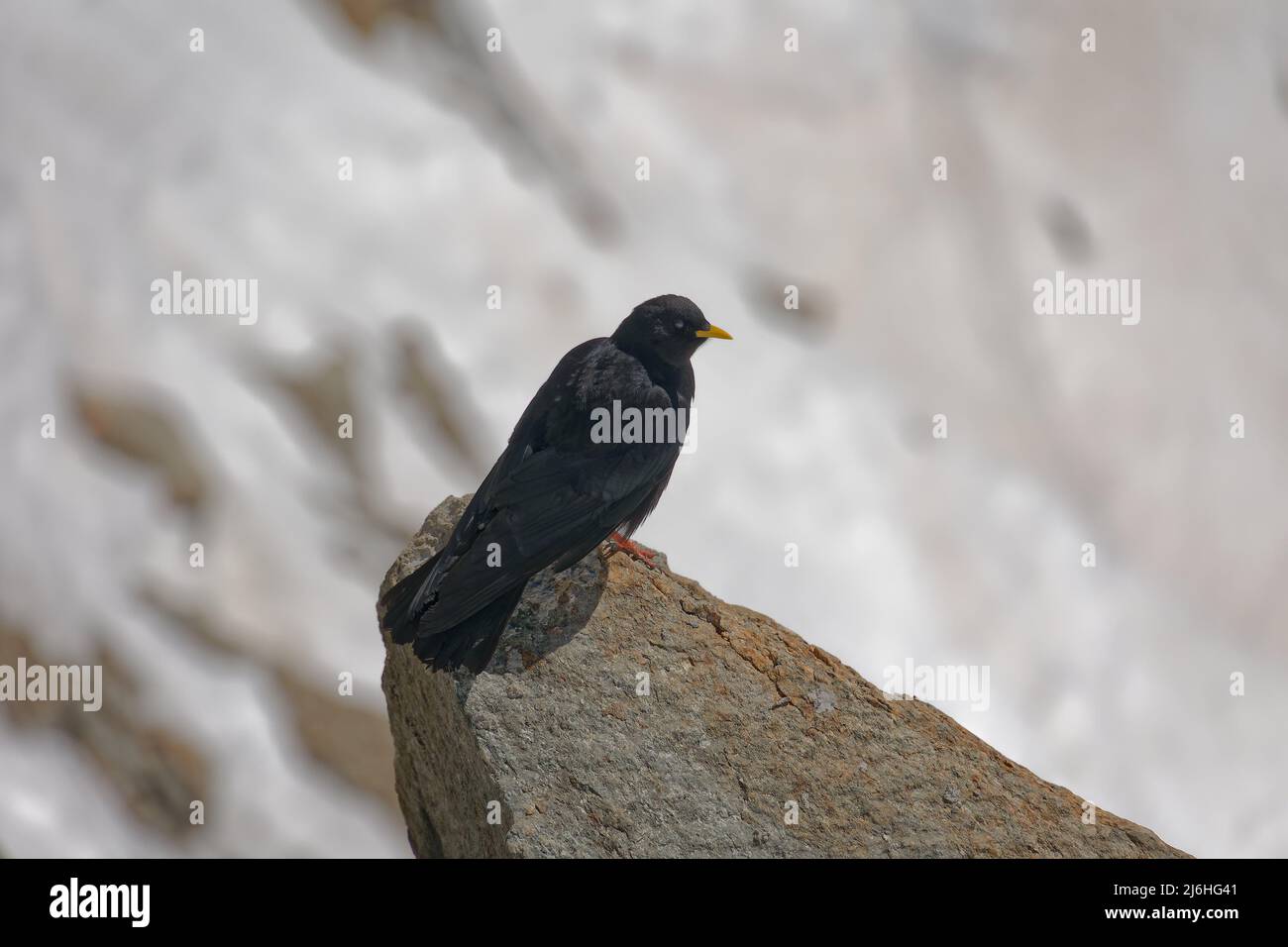 The Alpine Chough, or yellow-billed chough, (Pyrrhocorax graculus) is a bird in the crow family. Stock Photo