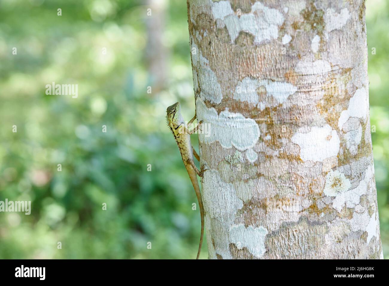 Lizard on tree in forest Stock Photo