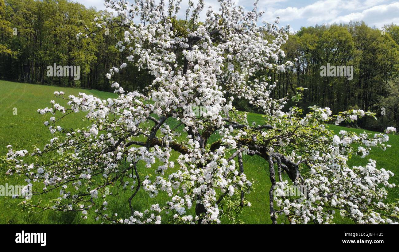 Drone recording of spring blossom fruit trees in Germany Stock Photo