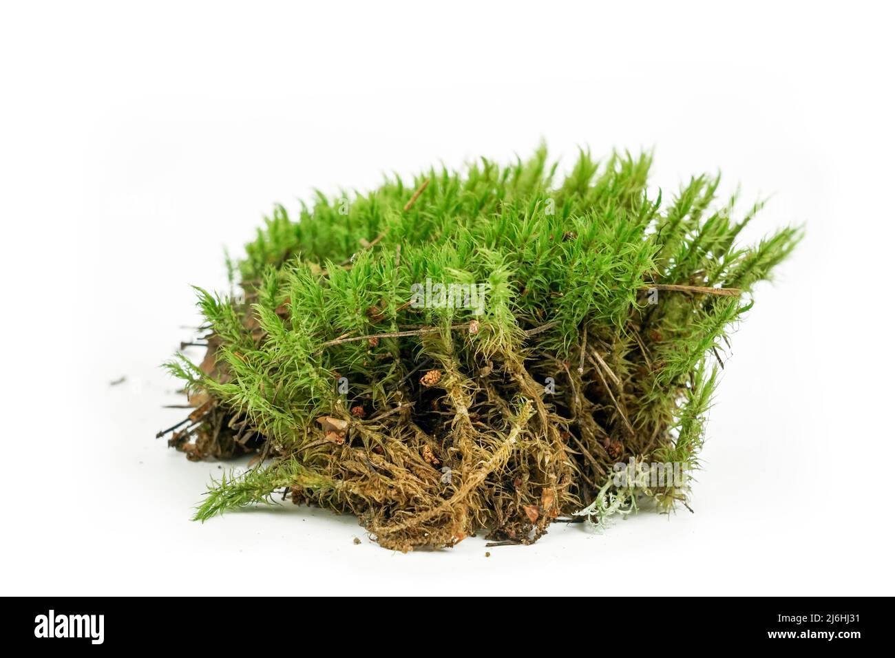 Forest moss on a white background. Javanese moss, antler moss, moss texture Stock Photo