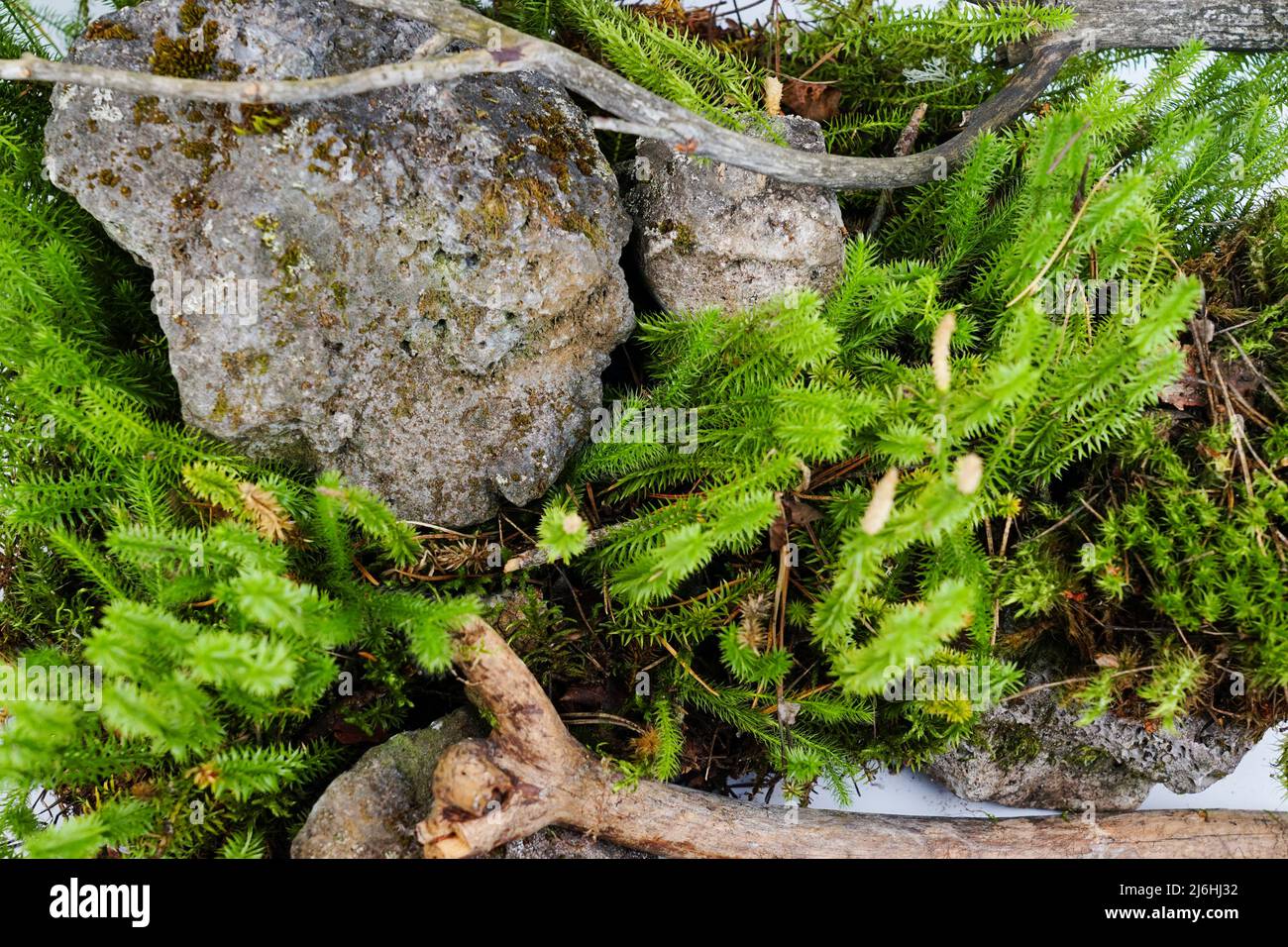 Forest moss, old stones and a dry branch on a white background. Composition for decoration and terrarium. Stock Photo