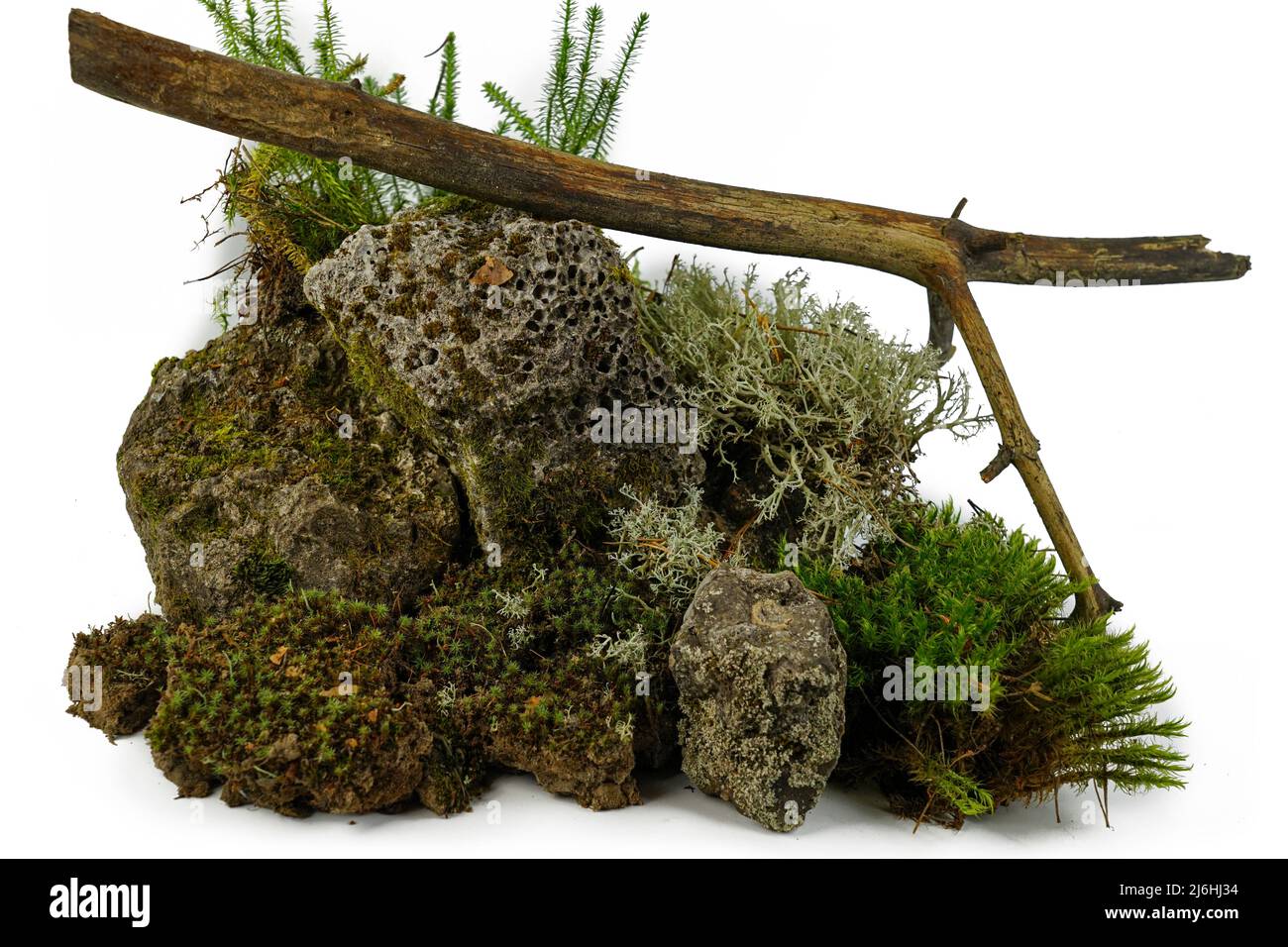 Forest moss, old stones and a dry branch on a white background. Composition for decoration and terrarium. Stock Photo