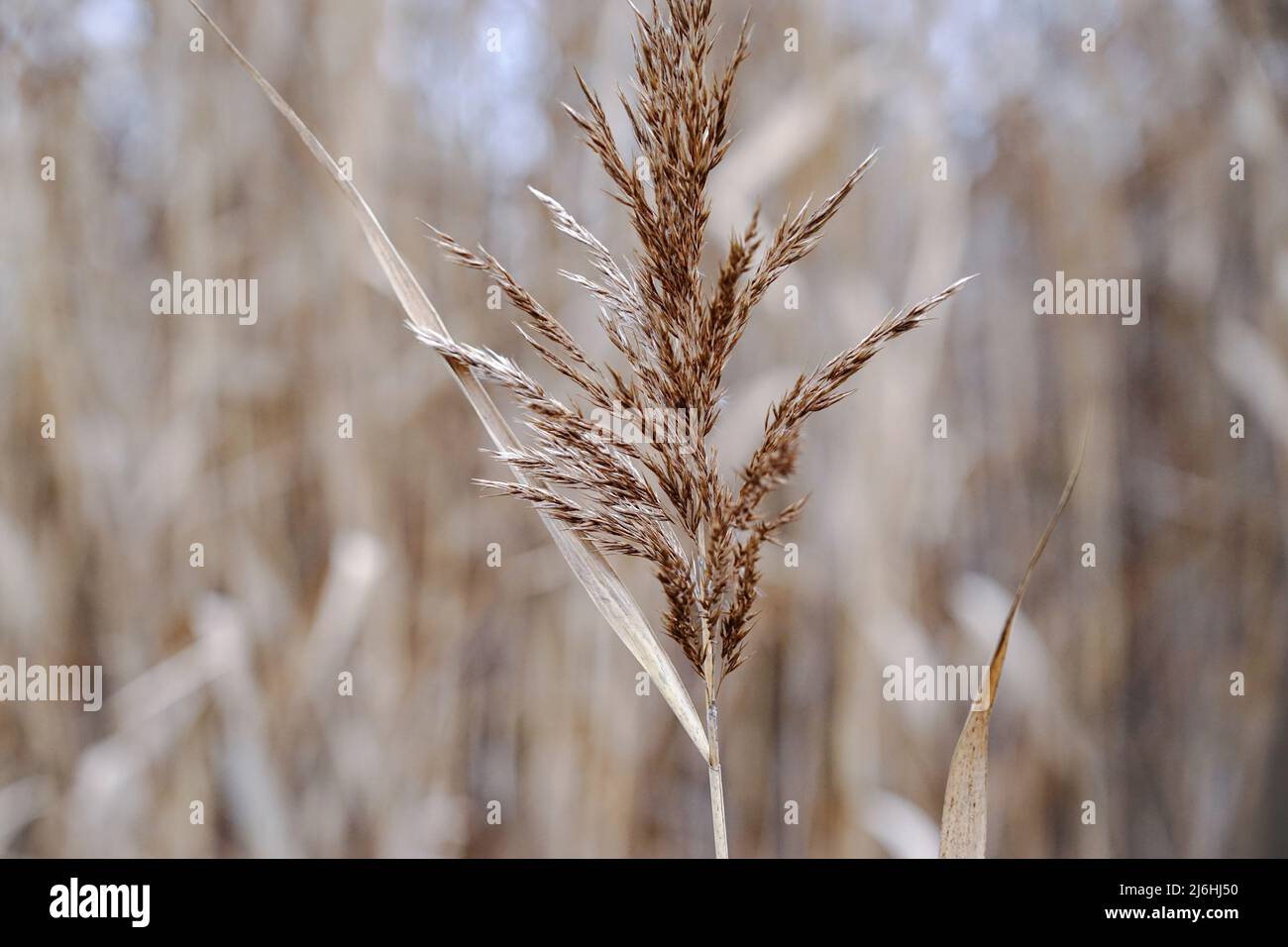 Golden reeds dry grass hi-res stock photography and images - Alamy