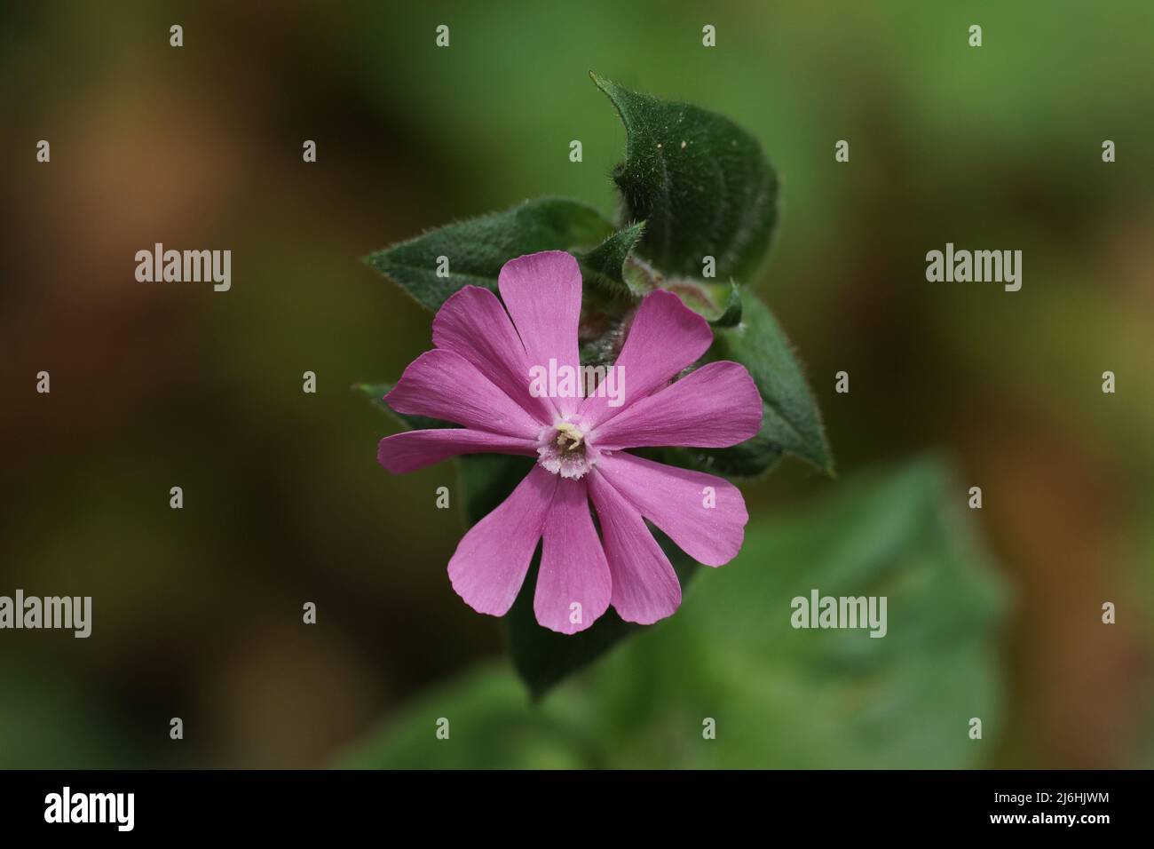 Silene dioica (Red Campion) Stock Photo