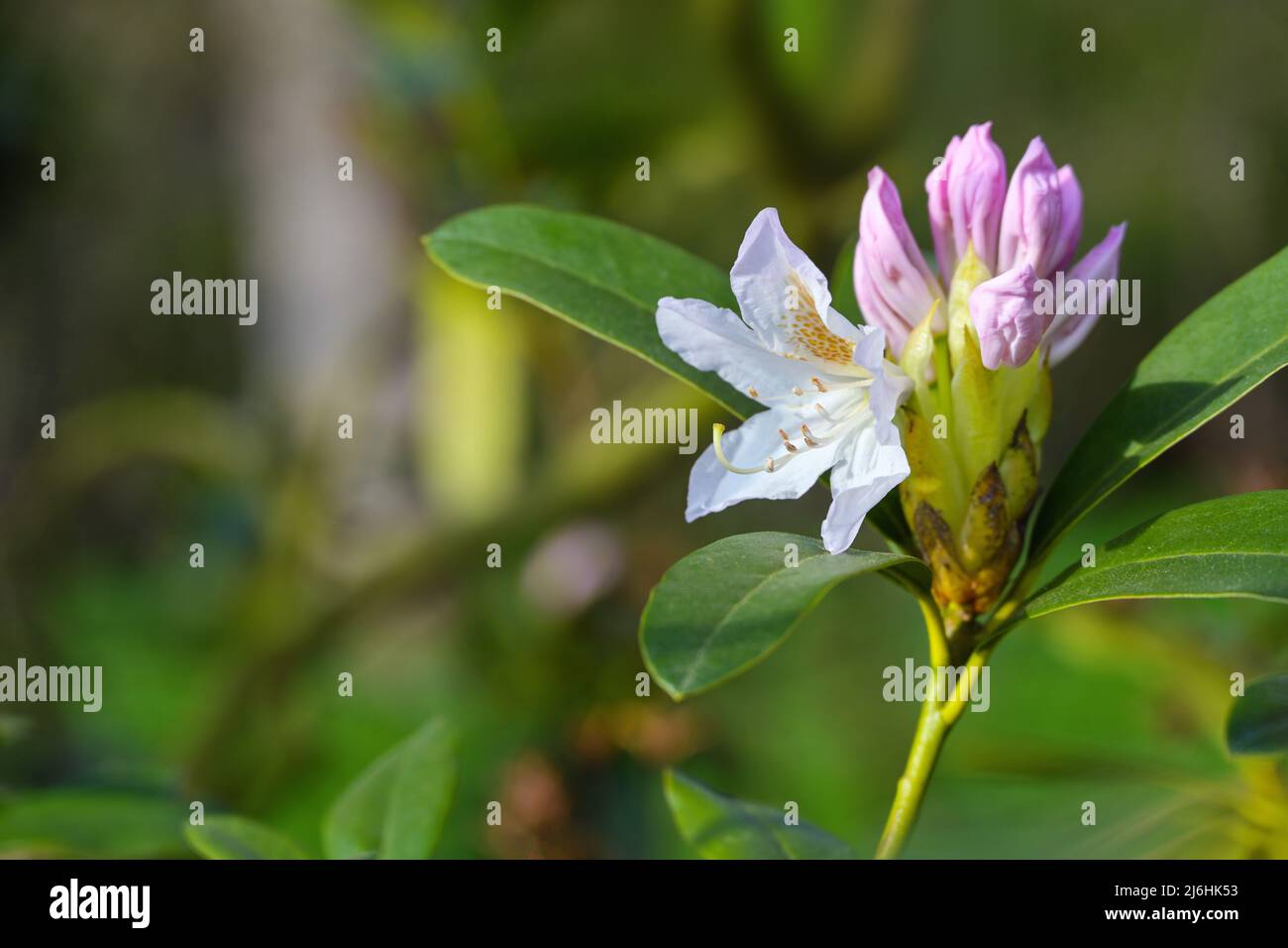 Blooming azalea shrub with a white flower and a pink bud in spring, genus Rhododendron, blooming natural green background, copy space, selected focus, Stock Photo