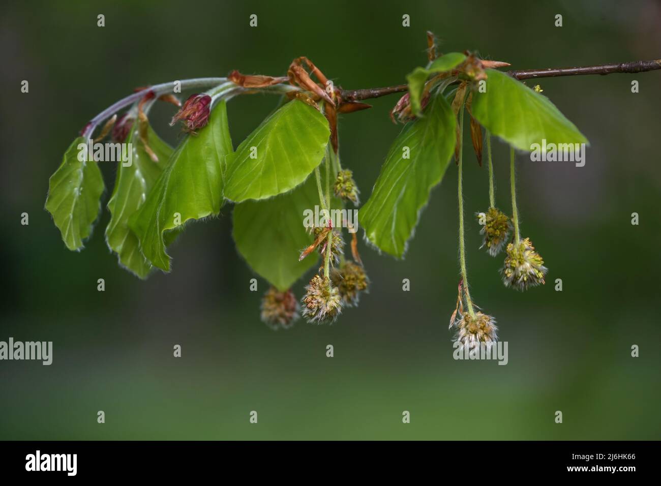 Beech tree (Fagus sylvatica) with young leaves and hanging hairy male flowers in spring, dark green background, copy space, selected focus, narrow dep Stock Photo