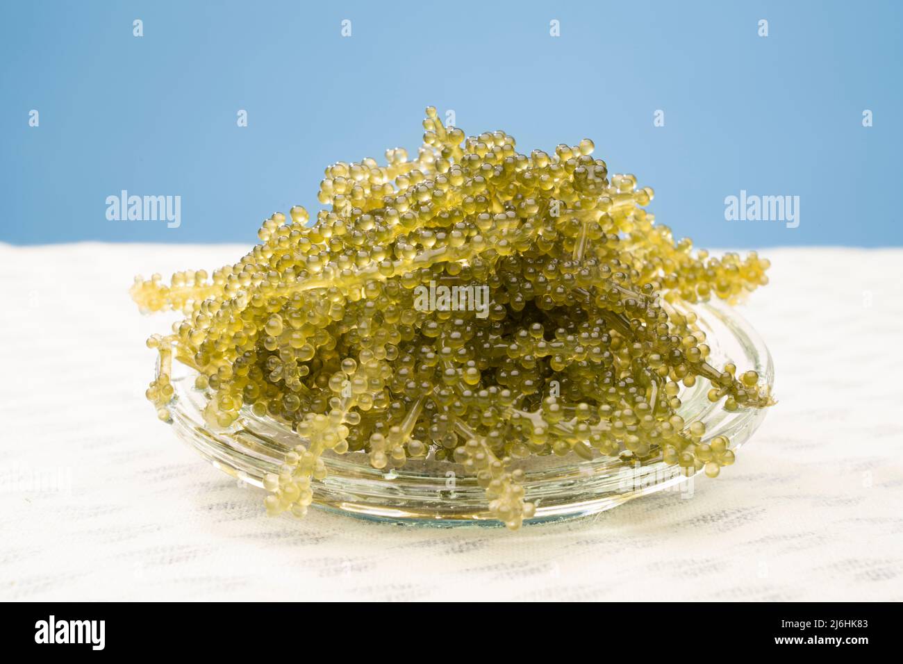 Umibudou or sea grapes a popular seaweed / algae eaten in Okinawa, Japan and known for its puchi puchi popping sensation. Stock Photo