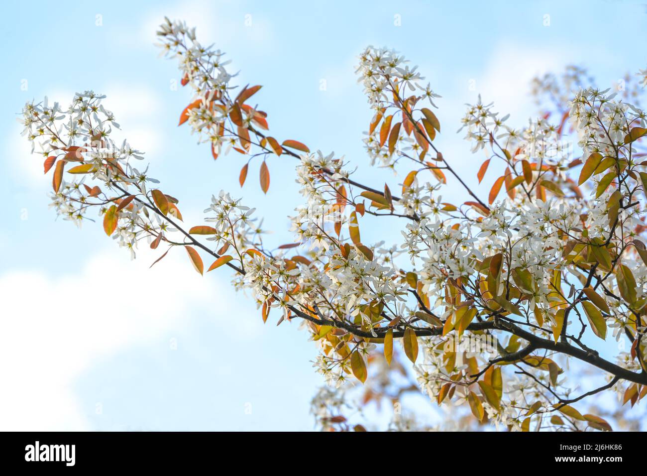 Amelanchier branch with white flowers and copper colored foliage against a blue sky with clouds in spring, copy space, selected focus, narrow depth of Stock Photo
