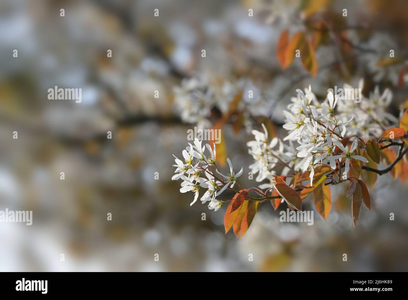 Amelanchier branch with white flowers and copper colored foliage in spring, copy space, selected focus, narrow depth of field Stock Photo