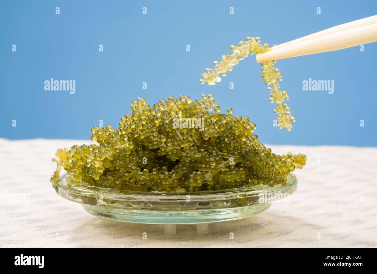 Umibudou or sea grapes a popular seaweed / algae eaten in Okinawa, Japan and known for its puchi