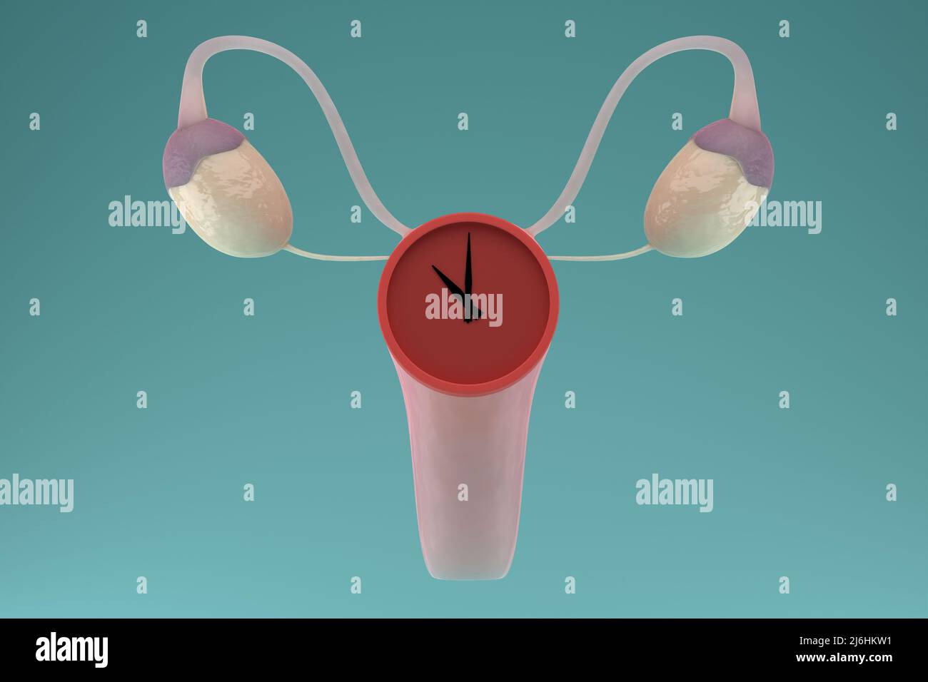 Menopause concept. Internal genital female organs with a clock on the