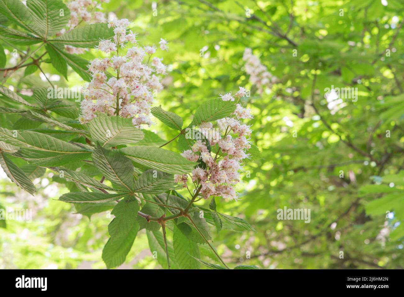 Horse chestnut tree flowers blossomed in spring Stock Photo