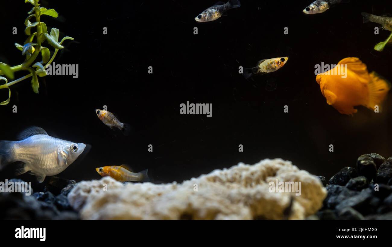 A series of photos of a community fresh-water fish tank with close-up portraits of mollies and platies. Stock Photo