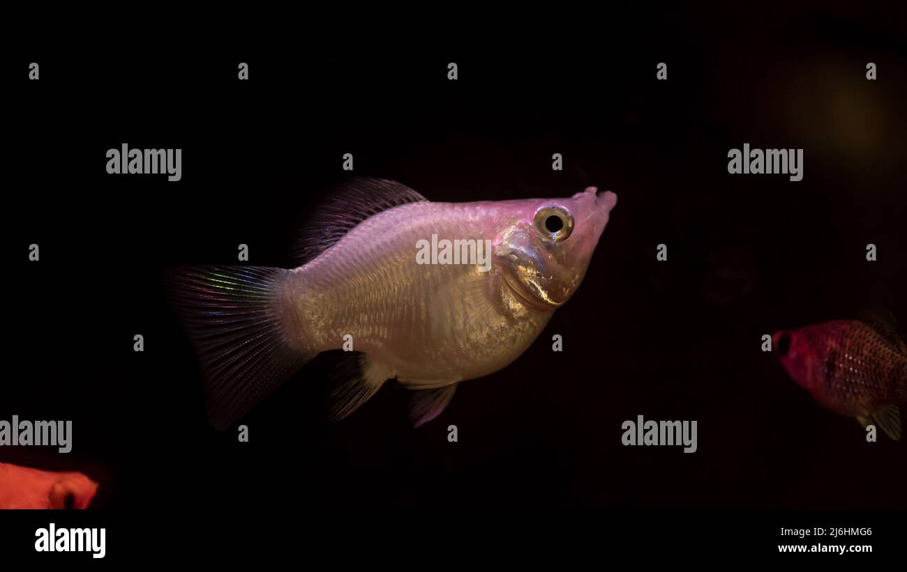 Single molly fish with dark background. Stock Photo