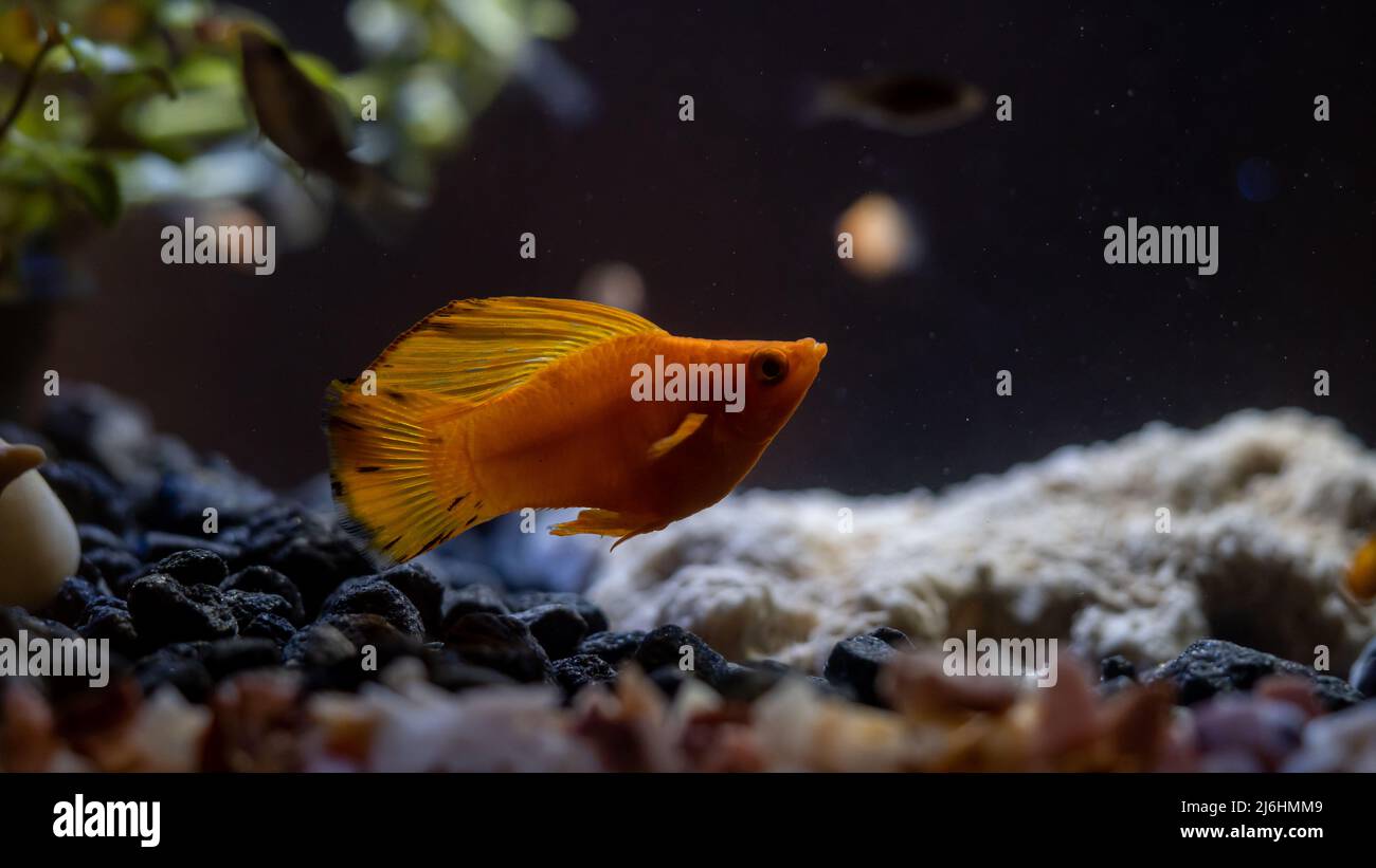 A series of photos of a community fresh-water fish tank with close-up portraits of mollies and platies. Stock Photo