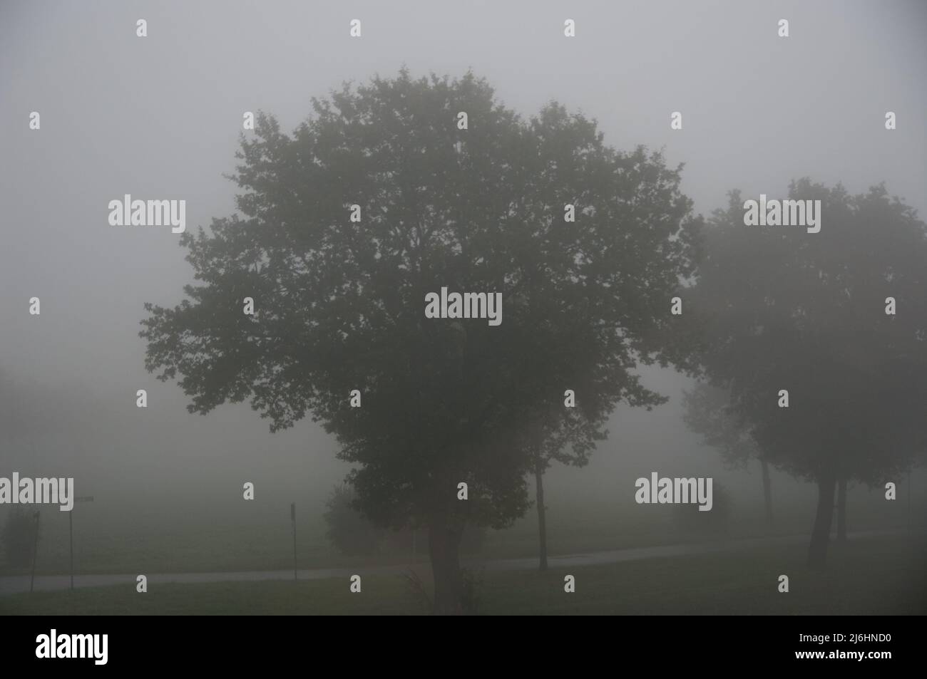 Trees In The Fog Stock Photo - Alamy