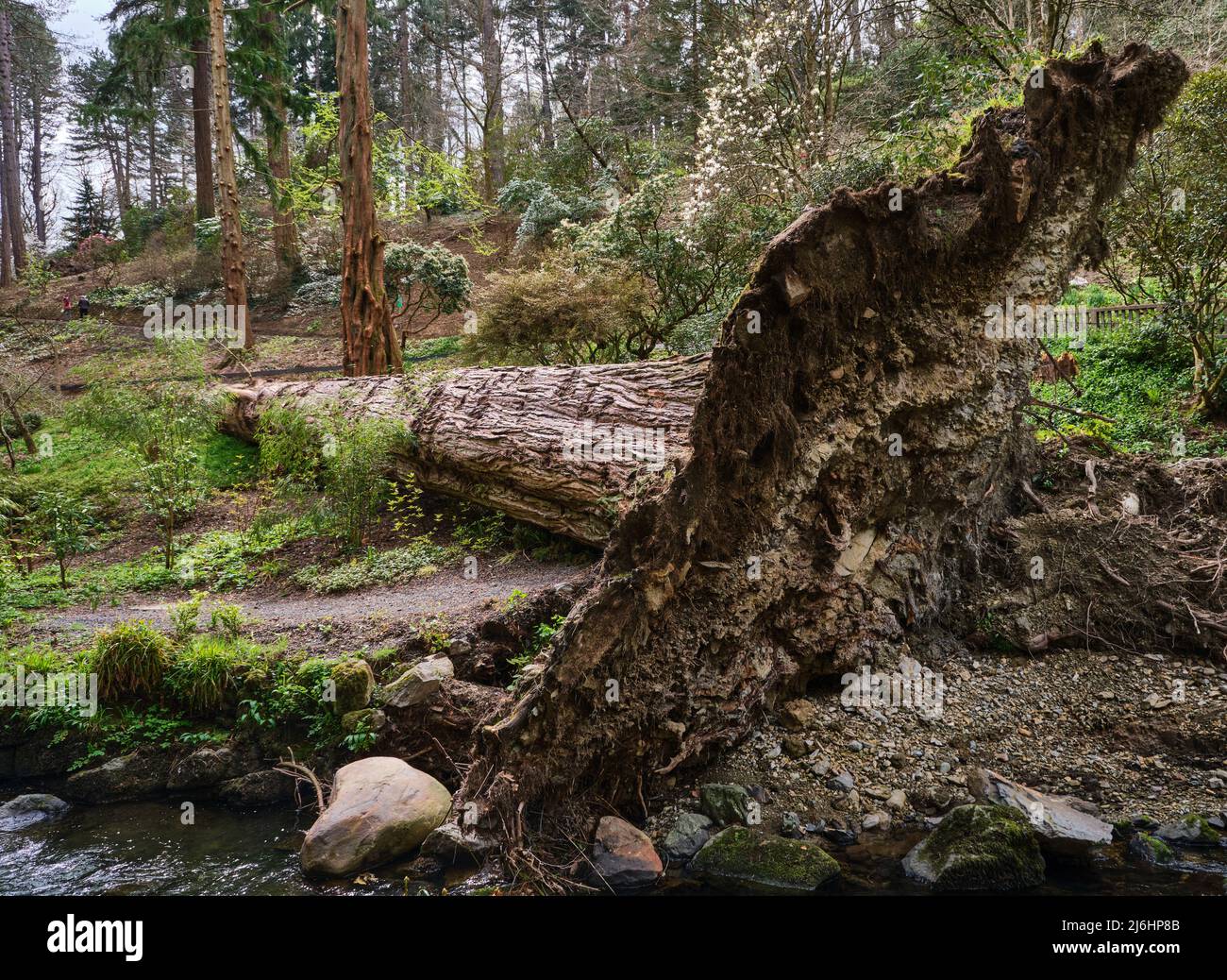 The 51 metre Champion Coast Redwood tree felled by the winds of Storm Arwen at Bodnant Gardens, Wales Stock Photo