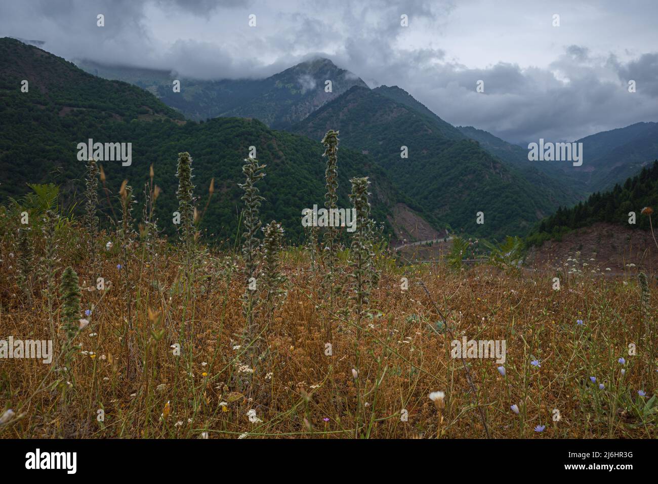 Wild flowers in the mountains hi-res stock photography and images - Alamy