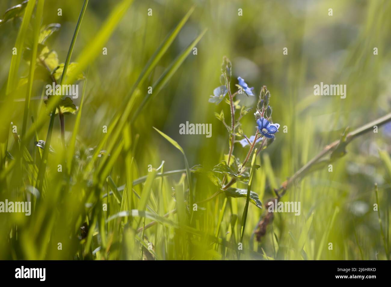 macro photography in a grassy field in sunlight with bluish flowers. space for copy. floral backgrounds. nature view Stock Photo