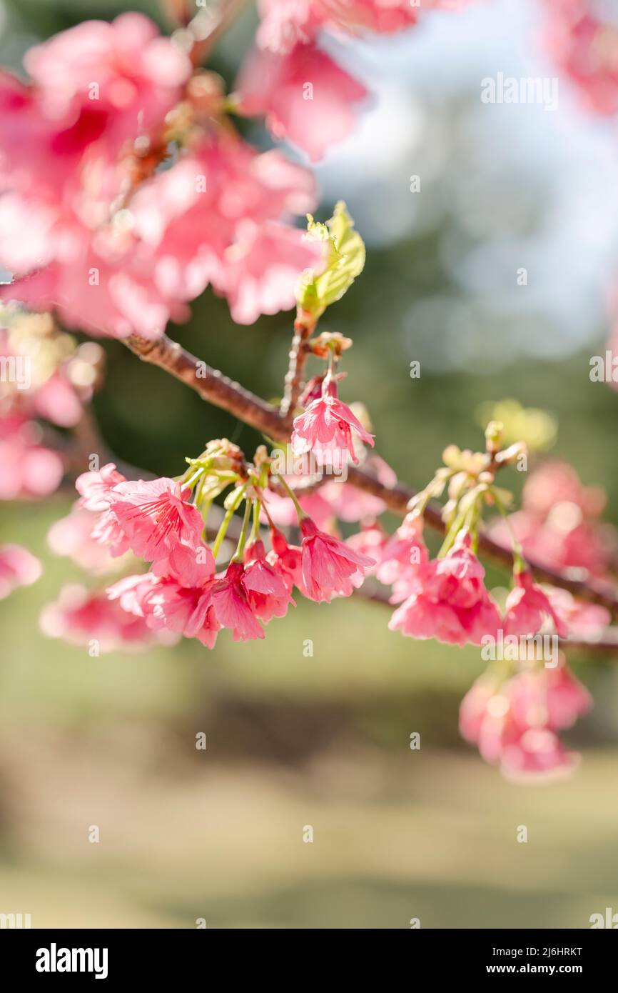 Hikanzakura, also known as the Ryukyu kanhizakura Cherry blossom in Motobu, Okinawa Main Island, Okinawa, Japan Stock Photo